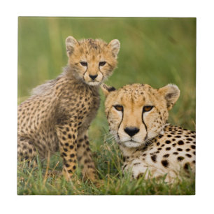 Carreau Cheetah Cub and Parent