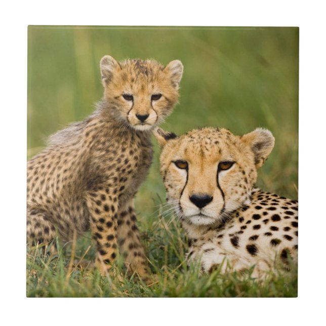 Carreau Cheetah Cub and Parent (Devant)