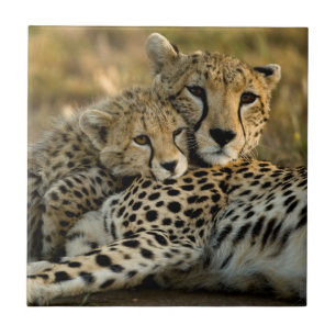 Carreau Cheetah Cub Snuggling