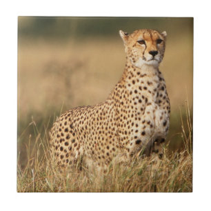 Carreau Cheetah on small mound for better visibility