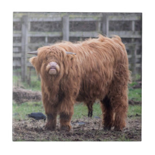 Carreau Cheikh Highland bébé vache Jigsaw Puzzle Photo Imp