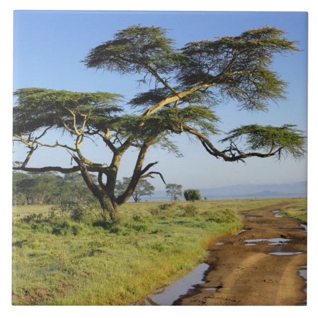 Carreau Chemin de terre et acacia, lac Nakuru (Devant)