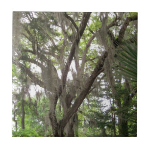 Carreau chêne avec mousse espagnole agitant dans les branc
