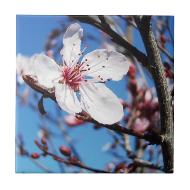 Carreau Cherry Blossom 2 (Devant)