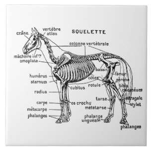 Carreau Cheval