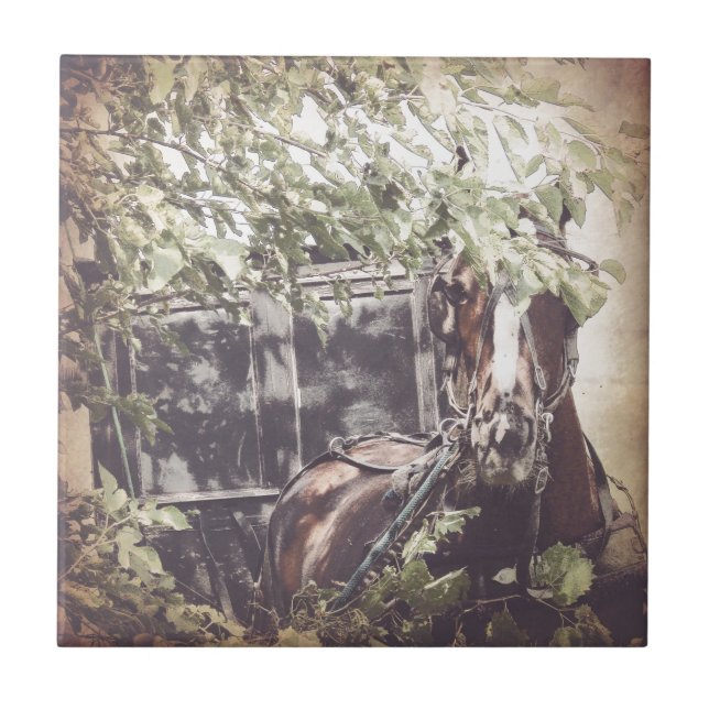 Carreau Cheval Amish et Buggy à l'ombre (Devant)