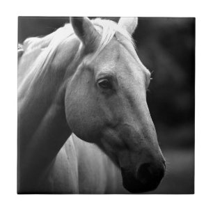 Carreau Cheval blanc noir