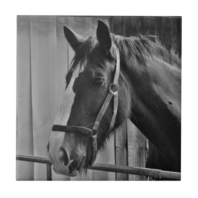 Carreau Cheval blanc noir - Art de la photographie animale (Devant)