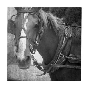 Carreau Cheval Buggy à la poste Hitching