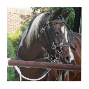 Carreau Cheval Buggy Bay Pinto Amish