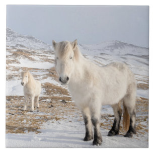 Carreau Cheval islandais Blonduos, Islande