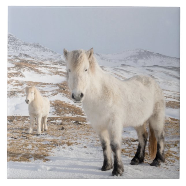 Carreau Cheval islandais | Blonduos, Islande (Devant)