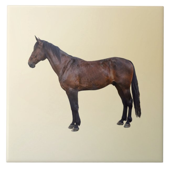 Carreau Cheval Morgan de Profil (Devant)