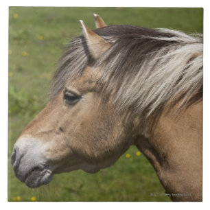 Carreau Cheval norvégien de fjord
