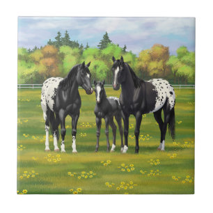 Carreau Chevaux Appaloosa Noir Dans Les Pâturages D'Été