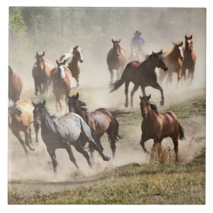 Carreau Chevaux au galop pendant le rassemblement, Montana