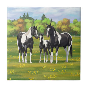 Carreau Chevaux De Peinture De Pinto Noir En Pâturage Été