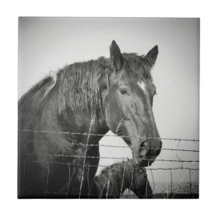 Carreau Chevaux derrière la clôture en noir et blanc