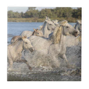 Carreau Chevaux sauvages courant à travers une rivière