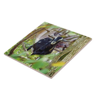 Carreau Chèvre souriante