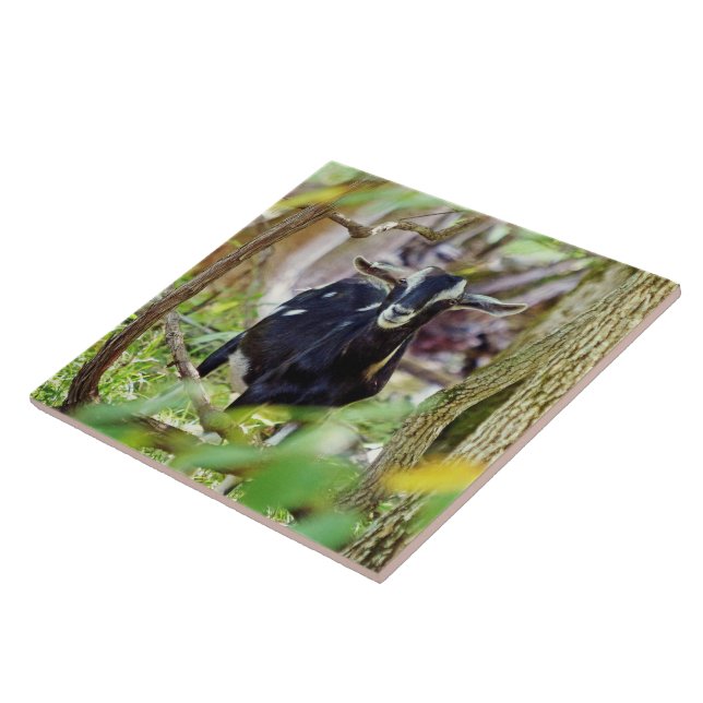 Carreau Chèvre souriante (Côté)