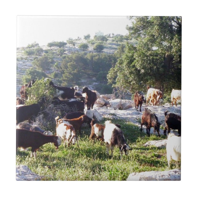 Carreau Chèvres (Devant)