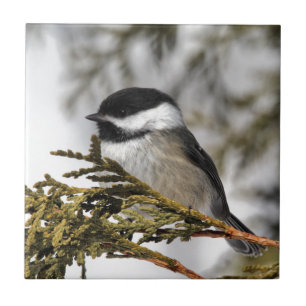 Carreau Chickadee_9505