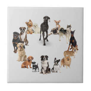Carreau Chien amusant race Animaux de compagnie chien