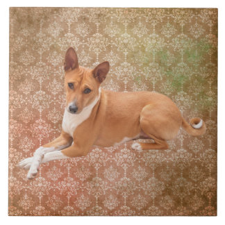 Carreau Chien Basenji 