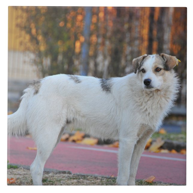 Carreau Chien blanc (Devant)