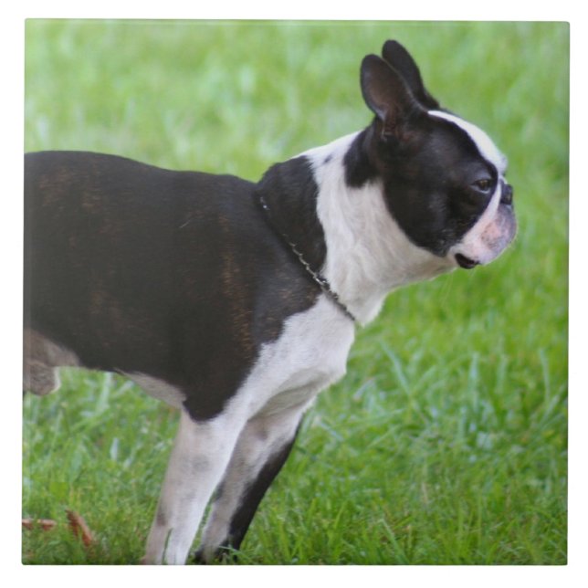 Carreau Chien de Boston Terrier (Devant)