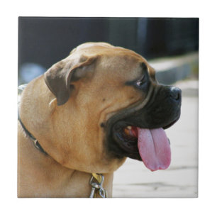 Carreau Chien de Bullmastiff