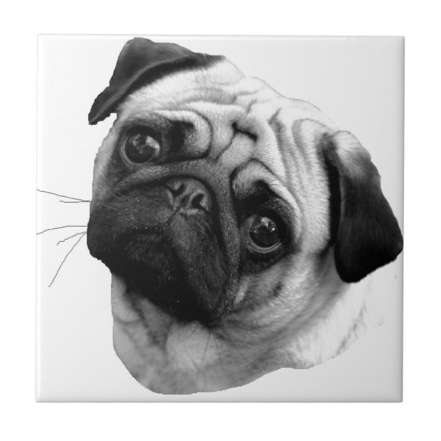 Carreau Chien de carlin (Devant)