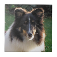 Chien de moutons de Shetland