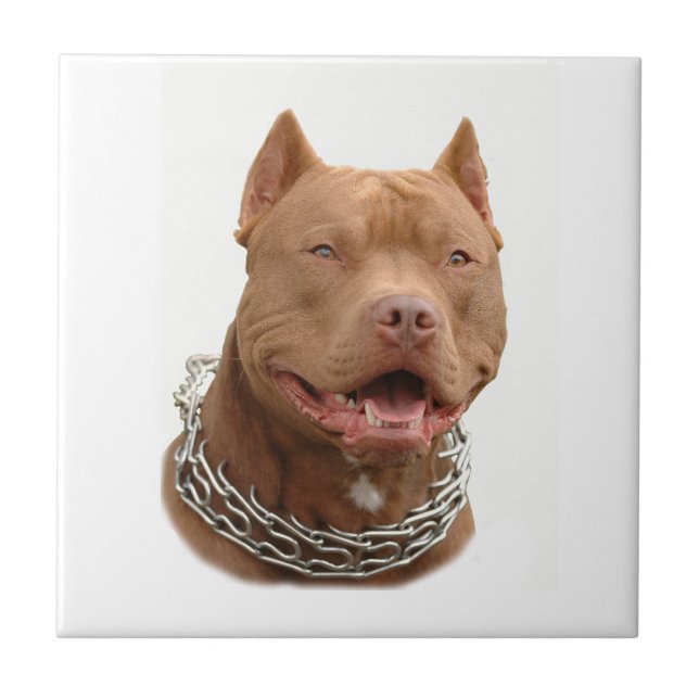 Carreau Chien de Pitbull (Devant)