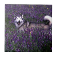 Chien enroué heureux