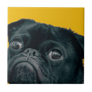 Carreau chien jaune