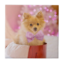 Chien mignon avec cou rose Photographie de Noël