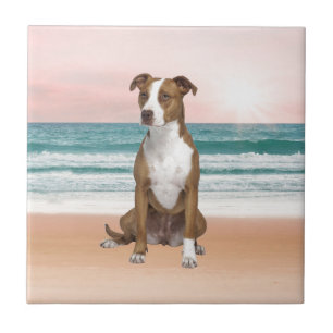 Carreau Chien Pitbull mignon assis sur la plage avec couch