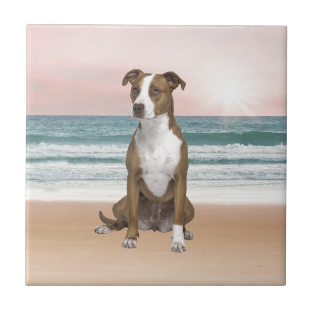 Carreau Chien Pitbull mignon assis sur la plage avec couch (Devant)