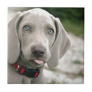 Carreau Chien sortant la langue