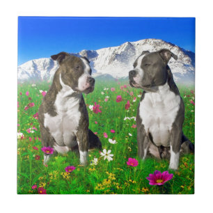 Carreau Chiens Brindle et bleus du Staffordshire et de