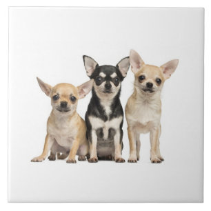 Carreau Chihuahua Puppies
