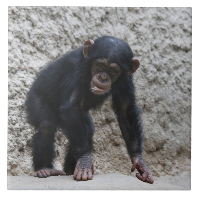 Carreau Chimpanzé 031 (Devant)