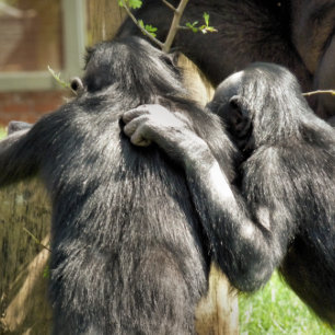 CARREAU CHIMPANZÉS