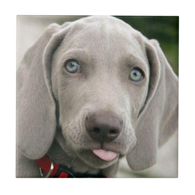 Carreau Chiot adorable de weimaraner (Devant)