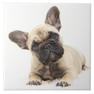 Carreau Chiot de France