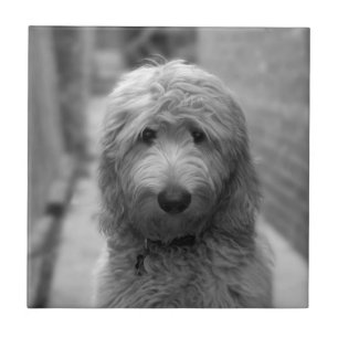 Carreau Chiot De Goldendoodle En Jardin