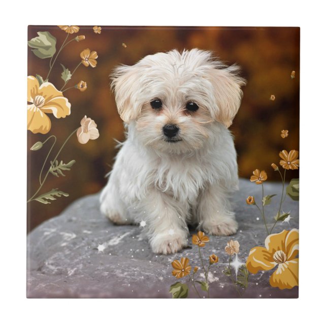 Carreau Chiot maltais...adorable (Devant)