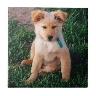 Carreau Chiot mélangé adorable de race